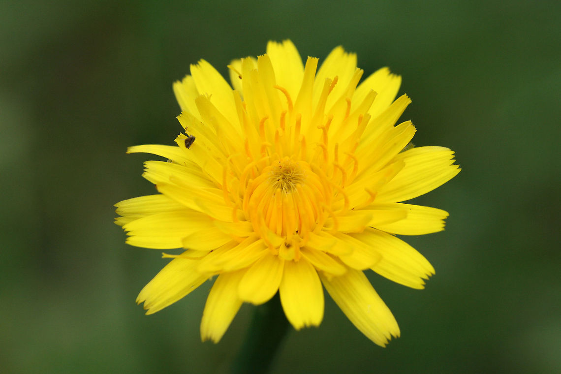 Cat's Ear (Hypochaeris radicata) INTRODUCED. Growing in an overgrown backyard habitat.<br />
<figure class="photo"><a href="https://www.jungledragon.com/image/71733/cats_ear_hypochaeris_radicata.html" title="Cat&#039;s Ear (Hypochaeris radicata)"><img src="https://s3.amazonaws.com/media.jungledragon.com/images/3231/71733_thumb.jpg?AWSAccessKeyId=05GMT0V3GWVNE7GGM1R2&Expires=1767225610&Signature=Y2Ow7ZpWvKGct1MB%2FG%2BE2JpLVpQ%3D" width="100" height="152" alt="Cat&#039;s Ear (Hypochaeris radicata) INTRODUCED. Growing in an overgrown backyard habitat.<br />
https://www.jungledragon.com/image/71732/cats_ear_hypochaeris_radicata.html Catsear,Geotagged,Hypochaeris radicata,Spring,United States" /></a></figure> Catsear,Geotagged,Hypochaeris radicata,Spring,United States