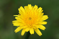 Cat's Ear (Hypochaeris radicata) INTRODUCED. Growing in an overgrown backyard habitat.<br />
https://www.jungledragon.com/image/71733/cats_ear_hypochaeris_radicata.html Catsear,Geotagged,Hypochaeris radicata,Spring,United States