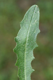 Cat's Ear (Hypochaeris radicata) INTRODUCED. Growing in an overgrown backyard habitat.
https://www.jungledragon.com/image/71732/cats_ear_hypochaeris_radicata.html Catsear,Geotagged,Hypochaeris radicata,Spring,United States