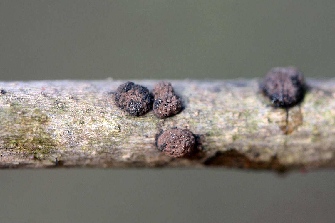 Hypoxylon fragiforme Growing on a corticated branch in a backyard habitat.<br />
<figure class="photo"><a href="https://www.jungledragon.com/image/71862/hypoxylon_fragiforme.html" title="Hypoxylon fragiforme"><img src="https://s3.amazonaws.com/media.jungledragon.com/images/3231/71862_thumb.jpg?AWSAccessKeyId=05GMT0V3GWVNE7GGM1R2&Expires=1759968010&Signature=ep5HWCoX9TA6ziH3l87T71nQXeE%3D" width="200" height="134" alt="Hypoxylon fragiforme Growing on a corticated branch in a backyard habitat.<br />
https://www.jungledragon.com/image/71861/hypoxylon_fragiforme.html Geotagged,Hypoxylon,Hypoxylon fragiforme,United States,Winter" /></a></figure> Geotagged,Hypoxylon,Hypoxylon fragiforme,United States,Winter