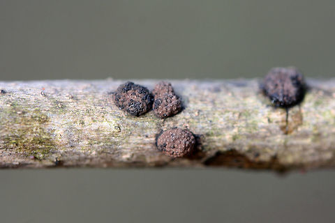 Hypoxylon fragiforme Growing on a corticated branch in a backyard habitat.
https://www.jungledragon.com/image/71862/hypoxylon_fragiforme.html Geotagged,Hypoxylon,Hypoxylon fragiforme,United States,Winter