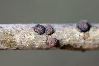 Hypoxylon fragiforme Growing on a corticated branch in a backyard habitat.<br />
https://www.jungledragon.com/image/71862/hypoxylon_fragiforme.html Geotagged,Hypoxylon,Hypoxylon fragiforme,United States,Winter