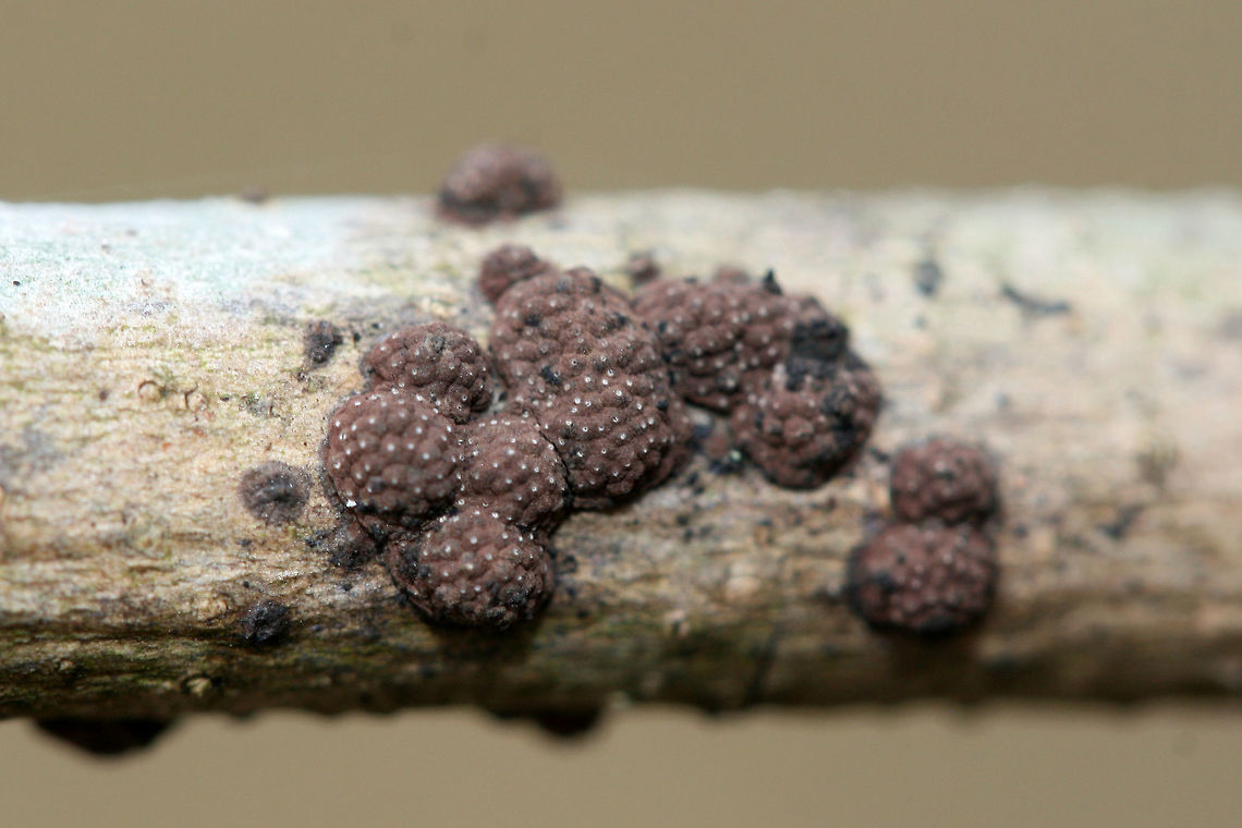 Hypoxylon fragiforme Growing on a corticated branch in a backyard habitat.<br />
<figure class="photo"><a href="https://www.jungledragon.com/image/71861/hypoxylon_fragiforme.html" title="Hypoxylon fragiforme"><img src="https://s3.amazonaws.com/media.jungledragon.com/images/3231/71861_thumb.jpg?AWSAccessKeyId=05GMT0V3GWVNE7GGM1R2&Expires=1770854410&Signature=rAwkd4inpRXJZZvpx%2BkZtEFCXSg%3D" width="200" height="134" alt="Hypoxylon fragiforme Growing on a corticated branch in a backyard habitat.<br />
https://www.jungledragon.com/image/71862/hypoxylon_fragiforme.html Geotagged,Hypoxylon,Hypoxylon fragiforme,United States,Winter" /></a></figure> Geotagged,Hypoxylon,Hypoxylon fragiforme,United States,Winter