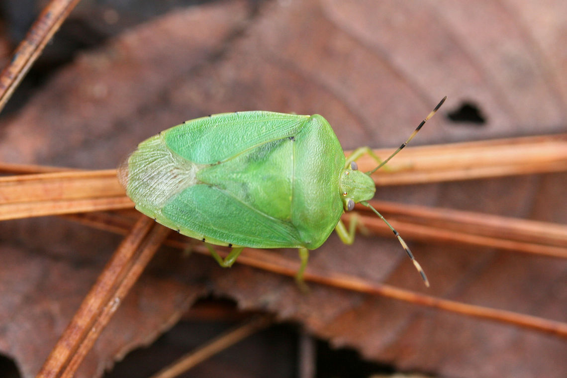 Green Stinkbug (Chinavia hilaris) Tentative ID. <br />
<br />
Resting on leaf litter/pine needles on a forest trail.<br />
<figure class="photo"><a href="https://www.jungledragon.com/image/71867/green_stinkbug_chinavia_hilaris.html" title="Green Stinkbug (Chinavia hilaris)"><img src="https://s3.amazonaws.com/media.jungledragon.com/images/3231/71867_thumb.jpg?AWSAccessKeyId=05GMT0V3GWVNE7GGM1R2&Expires=1767225610&Signature=V7j%2F0PNImmOgPf68oVT7O1EZUWA%3D" width="200" height="134" alt="Green Stinkbug (Chinavia hilaris) Tentative ID. <br />
<br />
Resting on leaf litter/pine needles on a forest trail.<br />
https://www.jungledragon.com/image/71866/southern_green_stinkbug_nezara_viridula.html Chinavia hilaris,Geotagged,Green stink bug,United States,Winter" /></a></figure> Chinavia hilaris,Geotagged,Green stink bug,United States,Winter
