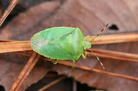 Green Stinkbug (Chinavia hilaris) Tentative ID. <br />
<br />
Resting on leaf litter/pine needles on a forest trail.<br />
https://www.jungledragon.com/image/71867/southern_green_stinkbug_nezara_viridula.html Chinavia hilaris,Geotagged,Green stink bug,United States,Winter