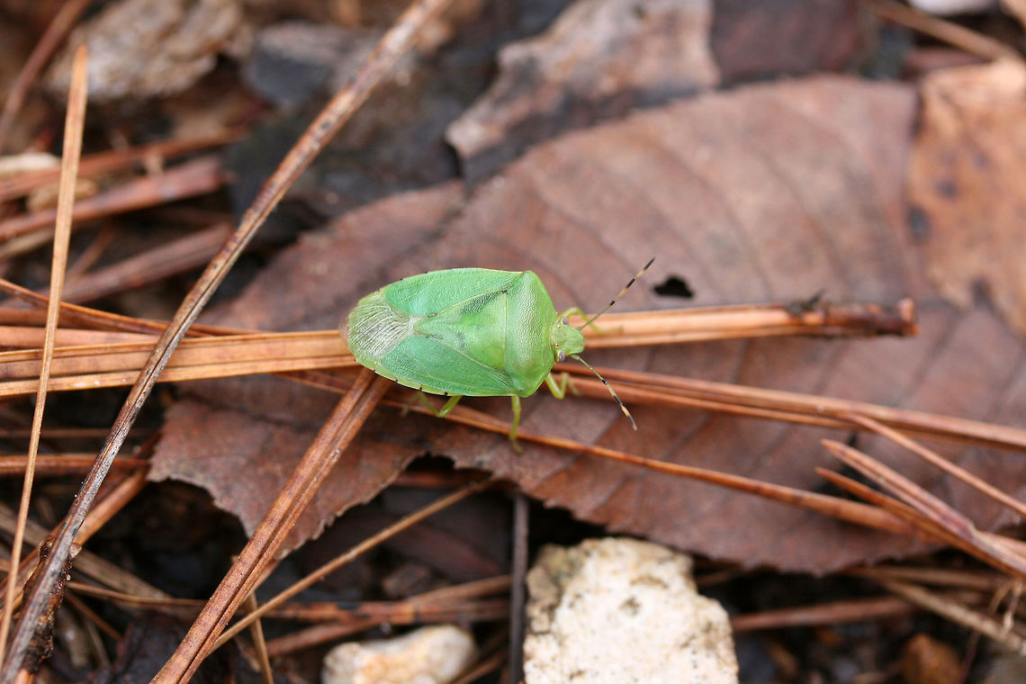 Green Stinkbug (Chinavia hilaris) Tentative ID. <br />
<br />
Resting on leaf litter/pine needles on a forest trail.<br />
<figure class="photo"><a href="https://www.jungledragon.com/image/71866/green_stinkbug_chinavia_hilaris.html" title="Green Stinkbug (Chinavia hilaris)"><img src="https://s3.amazonaws.com/media.jungledragon.com/images/3231/71866_thumb.jpg?AWSAccessKeyId=05GMT0V3GWVNE7GGM1R2&Expires=1767225610&Signature=HmG3RnUrPt7YMtqv3F6RgtGy6Qw%3D" width="200" height="134" alt="Green Stinkbug (Chinavia hilaris) Tentative ID. <br />
<br />
Resting on leaf litter/pine needles on a forest trail.<br />
https://www.jungledragon.com/image/71867/southern_green_stinkbug_nezara_viridula.html Chinavia hilaris,Geotagged,Green stink bug,United States,Winter" /></a></figure> Chinavia hilaris,Geotagged,Green stink bug,United States,Winter