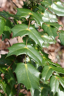 Leatherleaf Mahonia (Mahonia bealei) INTRODUCED/INVASIVE. 
Growing at the edge of a mixed forest.

Mahonia bealei was introduced from China to the US as an ornamental plant. It is considered invasive (especially in the southern US) as it is quickly taking over forested areas and competing with native species.
https://www.jungledragon.com/image/71870/leatherleaf_mahonia_mahonia_bealei.html
https://www.jungledragon.com/image/71869/leatherleaf_mahonia_mahonia_bealei.html Geotagged,Leatherleaf mahonia阔叶十大功劳kuo ye shi da gong lao,United States,Winter,bealei