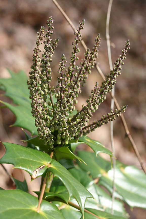 Leatherleaf Mahonia (Mahonia bealei) INTRODUCED/INVASIVE. <br />
Growing at the edge of a mixed forest.<br />
<br />
Mahonia bealei was introduced from China to the US as an ornamental plant. It is considered invasive (especially in the southern US) as it is quickly taking over forested areas and competing with native species.<br />
<figure class="photo"><a href="https://www.jungledragon.com/image/71870/leatherleaf_mahonia_mahonia_bealei.html" title="Leatherleaf Mahonia (Mahonia bealei)"><img src="https://s3.amazonaws.com/media.jungledragon.com/images/3231/71870_thumb.jpg?AWSAccessKeyId=05GMT0V3GWVNE7GGM1R2&Expires=1769040010&Signature=e5jfgRUP86MOX89ujIQEV6%2Fng3Q%3D" width="102" height="152" alt="Leatherleaf Mahonia (Mahonia bealei) INTRODUCED/INVASIVE. <br />
Growing at the edge of a mixed forest.<br />
<br />
Mahonia bealei was introduced from China to the US as an ornamental plant. It is considered invasive (especially in the southern US) as it is quickly taking over forested areas and competing with native species.<br />
https://www.jungledragon.com/image/71868/leatherleaf_mahonia_mahonia_bealei.html<br />
https://www.jungledragon.com/image/71869/leatherleaf_mahonia_mahonia_bealei.html Geotagged,Leatherleaf mahonia阔叶十大功劳kuo ye shi da gong lao,United States,Winter,bealei" /></a></figure><br />
<figure class="photo"><a href="https://www.jungledragon.com/image/71868/leatherleaf_mahonia_mahonia_bealei.html" title="Leatherleaf Mahonia (Mahonia bealei)"><img src="https://s3.amazonaws.com/media.jungledragon.com/images/3231/71868_thumb.jpg?AWSAccessKeyId=05GMT0V3GWVNE7GGM1R2&Expires=1769040010&Signature=umw88l%2BZCcv%2BPvz2p7%2FTZsnV2gM%3D" width="102" height="152" alt="Leatherleaf Mahonia (Mahonia bealei) INTRODUCED/INVASIVE. <br />
Growing at the edge of a mixed forest.<br />
<br />
Mahonia bealei was introduced from China to the US as an ornamental plant. It is considered invasive (especially in the southern US) as it is quickly taking over forested areas and competing with native species.<br />
https://www.jungledragon.com/image/71870/leatherleaf_mahonia_mahonia_bealei.html<br />
https://www.jungledragon.com/image/71869/leatherleaf_mahonia_mahonia_bealei.html Geotagged,Leatherleaf mahonia阔叶十大功劳kuo ye shi da gong lao,United States,Winter,bealei" /></a></figure> Geotagged,Leatherleaf mahonia阔叶十大功劳kuo ye shi da gong lao,United States,Winter,bealei