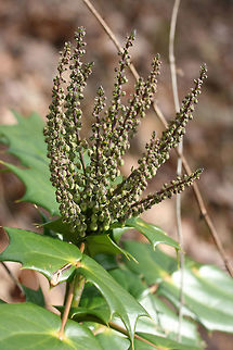 Leatherleaf Mahonia (Mahonia bealei) INTRODUCED/INVASIVE. 
Growing at the edge of a mixed forest.

Mahonia bealei was introduced from China to the US as an ornamental plant. It is considered invasive (especially in the southern US) as it is quickly taking over forested areas and competing with native species.
https://www.jungledragon.com/image/71870/leatherleaf_mahonia_mahonia_bealei.html
https://www.jungledragon.com/image/71868/leatherleaf_mahonia_mahonia_bealei.html Geotagged,Leatherleaf mahonia阔叶十大功劳kuo ye shi da gong lao,United States,Winter,bealei