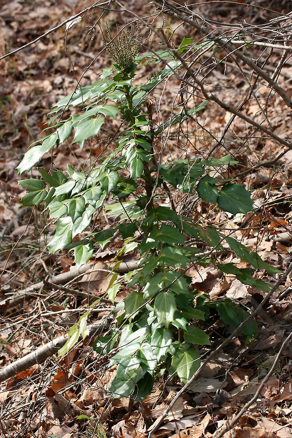Leatherleaf Mahonia (Mahonia bealei) INTRODUCED/INVASIVE. <br />
Growing at the edge of a mixed forest.<br />
<br />
Mahonia bealei was introduced from China to the US as an ornamental plant. It is considered invasive (especially in the southern US) as it is quickly taking over forested areas and competing with native species.<br />
<figure class="photo"><a href="https://www.jungledragon.com/image/71868/leatherleaf_mahonia_mahonia_bealei.html" title="Leatherleaf Mahonia (Mahonia bealei)"><img src="https://s3.amazonaws.com/media.jungledragon.com/images/3231/71868_thumb.jpg?AWSAccessKeyId=05GMT0V3GWVNE7GGM1R2&Expires=1769040010&Signature=umw88l%2BZCcv%2BPvz2p7%2FTZsnV2gM%3D" width="102" height="152" alt="Leatherleaf Mahonia (Mahonia bealei) INTRODUCED/INVASIVE. <br />
Growing at the edge of a mixed forest.<br />
<br />
Mahonia bealei was introduced from China to the US as an ornamental plant. It is considered invasive (especially in the southern US) as it is quickly taking over forested areas and competing with native species.<br />
https://www.jungledragon.com/image/71870/leatherleaf_mahonia_mahonia_bealei.html<br />
https://www.jungledragon.com/image/71869/leatherleaf_mahonia_mahonia_bealei.html Geotagged,Leatherleaf mahonia阔叶十大功劳kuo ye shi da gong lao,United States,Winter,bealei" /></a></figure><br />
<figure class="photo"><a href="https://www.jungledragon.com/image/71869/leatherleaf_mahonia_mahonia_bealei.html" title="Leatherleaf Mahonia (Mahonia bealei)"><img src="https://s3.amazonaws.com/media.jungledragon.com/images/3231/71869_thumb.jpg?AWSAccessKeyId=05GMT0V3GWVNE7GGM1R2&Expires=1769040010&Signature=gS2bYoQssgvTfDpg65oh3Y1Np%2Bw%3D" width="102" height="152" alt="Leatherleaf Mahonia (Mahonia bealei) INTRODUCED/INVASIVE. <br />
Growing at the edge of a mixed forest.<br />
<br />
Mahonia bealei was introduced from China to the US as an ornamental plant. It is considered invasive (especially in the southern US) as it is quickly taking over forested areas and competing with native species.<br />
https://www.jungledragon.com/image/71870/leatherleaf_mahonia_mahonia_bealei.html<br />
https://www.jungledragon.com/image/71868/leatherleaf_mahonia_mahonia_bealei.html Geotagged,Leatherleaf mahonia阔叶十大功劳kuo ye shi da gong lao,United States,Winter,bealei" /></a></figure> Geotagged,Leatherleaf mahonia阔叶十大功劳kuo ye shi da gong lao,United States,Winter,bealei