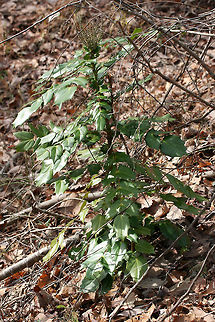 Leatherleaf Mahonia (Mahonia bealei) INTRODUCED/INVASIVE. 
Growing at the edge of a mixed forest.

Mahonia bealei was introduced from China to the US as an ornamental plant. It is considered invasive (especially in the southern US) as it is quickly taking over forested areas and competing with native species.
https://www.jungledragon.com/image/71868/leatherleaf_mahonia_mahonia_bealei.html
https://www.jungledragon.com/image/71869/leatherleaf_mahonia_mahonia_bealei.html Geotagged,Leatherleaf mahonia阔叶十大功劳kuo ye shi da gong lao,United States,Winter,bealei