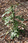 Leatherleaf Mahonia (Mahonia bealei) INTRODUCED/INVASIVE. <br />
Growing at the edge of a mixed forest.<br />
<br />
Mahonia bealei was introduced from China to the US as an ornamental plant. It is considered invasive (especially in the southern US) as it is quickly taking over forested areas and competing with native species.<br />
https://www.jungledragon.com/image/71868/leatherleaf_mahonia_mahonia_bealei.html<br />
https://www.jungledragon.com/image/71869/leatherleaf_mahonia_mahonia_bealei.html Geotagged,Leatherleaf mahonia阔叶十大功劳kuo ye shi da gong lao,United States,Winter,bealei