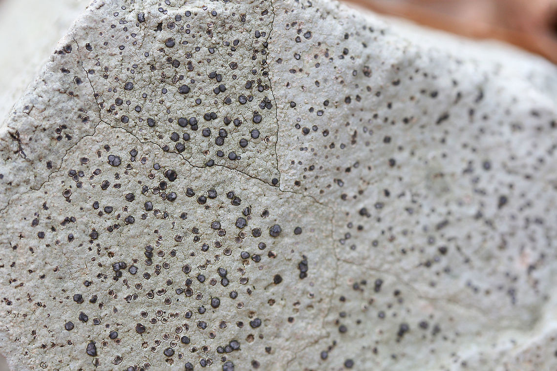 Porpidia albocaerulescens Lichen on a rock by a stream in a forested area.<br />
<figure class="photo"><a href="https://www.jungledragon.com/image/71898/porpidia_albocaerulescens.html" title="Porpidia albocaerulescens"><img src="https://s3.amazonaws.com/media.jungledragon.com/images/3231/71898_thumb.jpg?AWSAccessKeyId=05GMT0V3GWVNE7GGM1R2&Expires=1759968010&Signature=bPPECwswOh8Nhu%2Blw63ItkArzj4%3D" width="102" height="152" alt="Porpidia albocaerulescens Lichen on a rock by a stream in a forested area.<br />
https://www.jungledragon.com/image/71896/porpidia_albocaerulescens.html<br />
https://www.jungledragon.com/image/71897/porpidia_albocaerulescens.html Geotagged,Porpidia Lichen,Porpidia albocaerulescens,United States,Winter" /></a></figure><br />
<figure class="photo"><a href="https://www.jungledragon.com/image/71897/porpidia_albocaerulescens.html" title="Porpidia albocaerulescens"><img src="https://s3.amazonaws.com/media.jungledragon.com/images/3231/71897_thumb.jpg?AWSAccessKeyId=05GMT0V3GWVNE7GGM1R2&Expires=1759968010&Signature=wdELWVxWdEcXEMCmMVnHBAtSNWc%3D" width="102" height="152" alt="Porpidia albocaerulescens Lichen on a rock by a stream in a forested area.<br />
https://www.jungledragon.com/image/71898/porpidia_albocaerulescens.html<br />
https://www.jungledragon.com/image/71896/porpidia_albocaerulescens.html Geotagged,Porpidia Lichen,Porpidia albocaerulescens,United States,Winter" /></a></figure> Geotagged,Porpidia Lichen,Porpidia albocaerulescens,United States,Winter