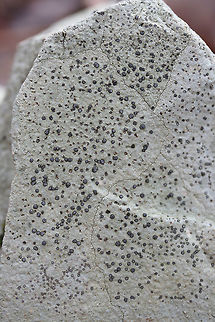 Porpidia albocaerulescens Lichen on a rock by a stream in a forested area.
https://www.jungledragon.com/image/71898/porpidia_albocaerulescens.html
https://www.jungledragon.com/image/71896/porpidia_albocaerulescens.html Geotagged,Porpidia Lichen,Porpidia albocaerulescens,United States,Winter