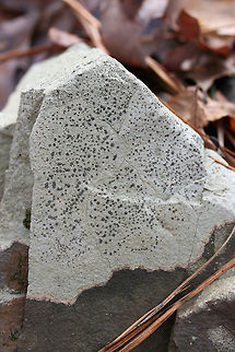 Porpidia albocaerulescens Lichen on a rock by a stream in a forested area.
https://www.jungledragon.com/image/71896/porpidia_albocaerulescens.html
https://www.jungledragon.com/image/71897/porpidia_albocaerulescens.html Geotagged,Porpidia Lichen,Porpidia albocaerulescens,United States,Winter