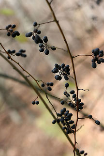 Supplejack (Berchemia scandens) NATIVE. Vine growing into treetops at a forest edge on a woodland trail.
https://www.jungledragon.com/image/71901/supplejack_berchemia_scandens.html
https://www.jungledragon.com/image/71899/supplejack_berchemia_scandens.html Berchemia scandens,Geotagged,United States,Winter