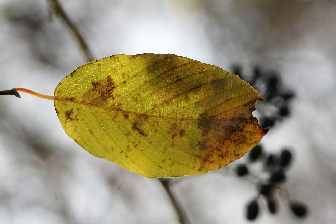 Supplejack (Berchemia scandens) NATIVE. Vine growing into treetops at a forest edge on a woodland trail.<br />
<figure class="photo"><a href="https://www.jungledragon.com/image/71899/supplejack_berchemia_scandens.html" title="Supplejack (Berchemia scandens)"><img src="https://s3.amazonaws.com/media.jungledragon.com/images/3231/71899_thumb.jpg?AWSAccessKeyId=05GMT0V3GWVNE7GGM1R2&Expires=1770854410&Signature=XmT6ATtuv1FzdiI0Yq11dqlj1Ng%3D" width="102" height="152" alt="Supplejack (Berchemia scandens) NATIVE. Vine growing into treetops at a forest edge on a woodland trail.<br />
https://www.jungledragon.com/image/71901/supplejack_berchemia_scandens.html<br />
https://www.jungledragon.com/image/71900/supplejack_berchemia_scandens.html Berchemia scandens,Geotagged,United States,Winter" /></a></figure><br />
<figure class="photo"><a href="https://www.jungledragon.com/image/71900/supplejack_berchemia_scandens.html" title="Supplejack (Berchemia scandens)"><img src="https://s3.amazonaws.com/media.jungledragon.com/images/3231/71900_thumb.jpg?AWSAccessKeyId=05GMT0V3GWVNE7GGM1R2&Expires=1770854410&Signature=mUTAY5gl3QiKuxX9Ku6ZxfRXtxI%3D" width="102" height="152" alt="Supplejack (Berchemia scandens) NATIVE. Vine growing into treetops at a forest edge on a woodland trail.<br />
https://www.jungledragon.com/image/71901/supplejack_berchemia_scandens.html<br />
https://www.jungledragon.com/image/71899/supplejack_berchemia_scandens.html Berchemia scandens,Geotagged,United States,Winter" /></a></figure> Berchemia scandens,Geotagged,United States,Winter