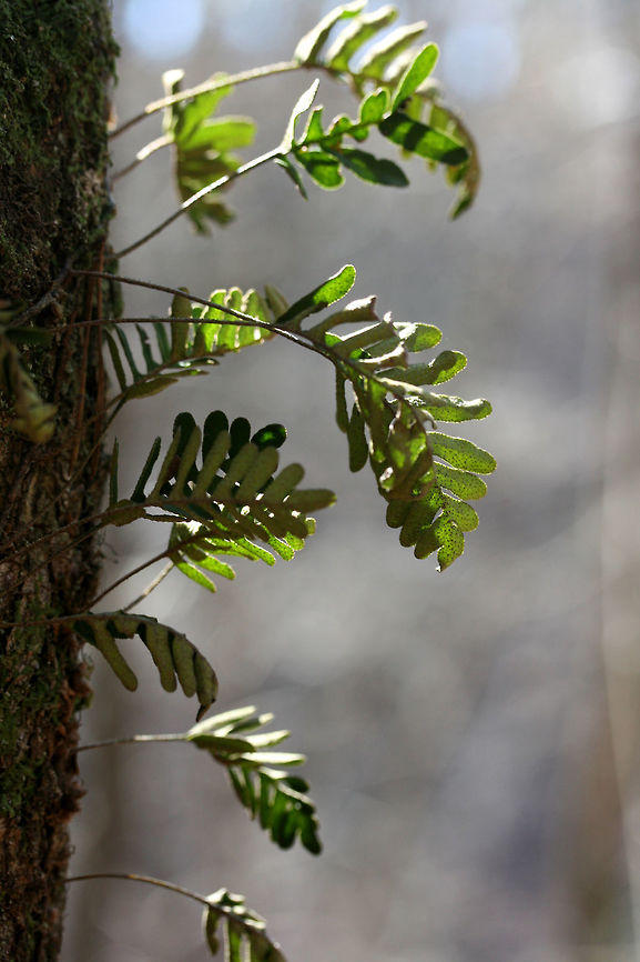 Pleopeltis michauxiana Growing on hardwood trees in a mixed hardwood/coniferous forest in Northwest Georgia (Gordon County), US Geotagged,Pleopeltis,Pleopeltis michauxiana,United States,Winter,fern,ferns,gray's polypody,michauxiana,resurrection fern,scaly polypody