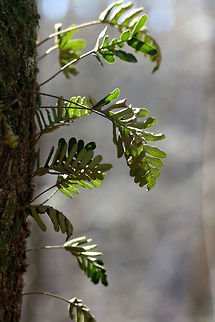 Pleopeltis michauxiana Growing on hardwood trees in a mixed hardwood/coniferous forest in Northwest Georgia (Gordon County), US Geotagged,Pleopeltis,Pleopeltis michauxiana,United States,Winter,fern,ferns,gray's polypody,michauxiana,resurrection fern,scaly polypody