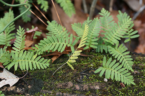 Pleopeltis michauxiana Growing on a fallen, rotting log in a forested area.
https://www.jungledragon.com/image/71905/pleopeltis_michauxiana.html
https://www.jungledragon.com/image/71904/pleopeltis_michauxiana.html Geotagged,Pleopeltis michauxiana,United States,Winter,michauxiana