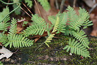Pleopeltis michauxiana Growing on a fallen, rotting log in a forested area.<br />
https://www.jungledragon.com/image/71905/pleopeltis_michauxiana.html<br />
https://www.jungledragon.com/image/71904/pleopeltis_michauxiana.html Geotagged,Pleopeltis michauxiana,United States,Winter,michauxiana