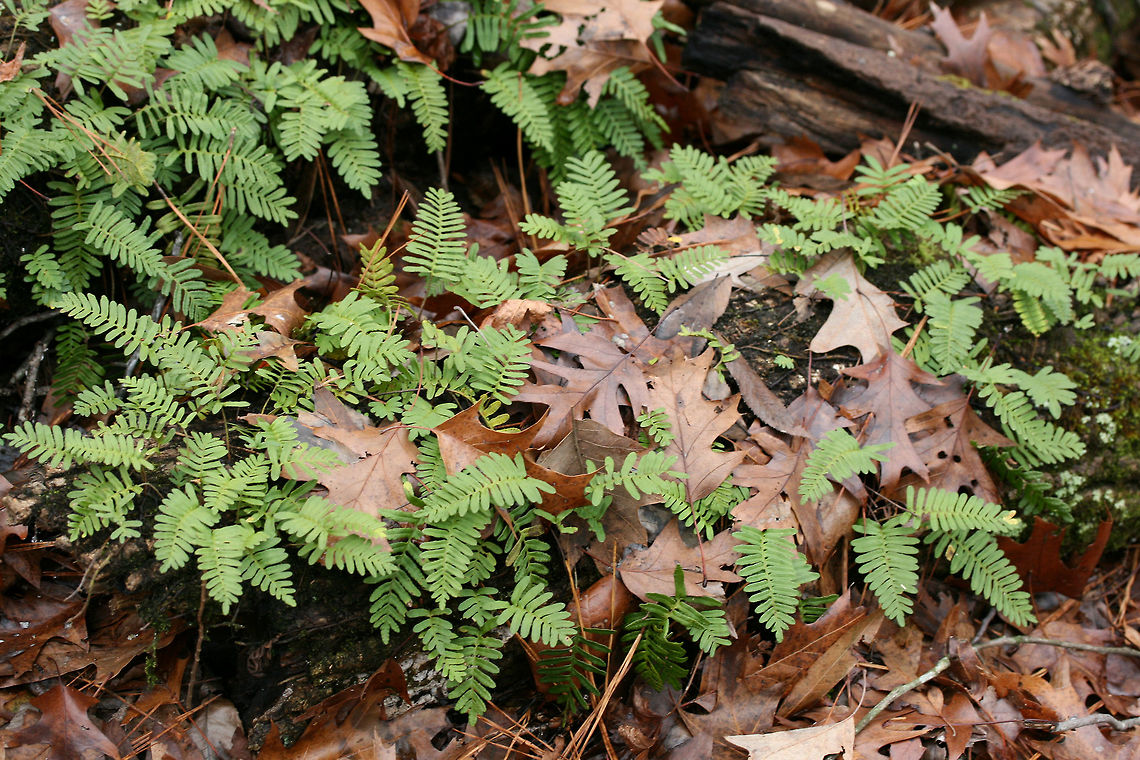 Pleopeltis michauxiana Growing on a fallen, rotting log in a forested area.<br />
<figure class="photo"><a href="https://www.jungledragon.com/image/71905/pleopeltis_michauxiana.html" title="Pleopeltis michauxiana"><img src="https://s3.amazonaws.com/media.jungledragon.com/images/3231/71905_thumb.jpg?AWSAccessKeyId=05GMT0V3GWVNE7GGM1R2&Expires=1759968010&Signature=bUGsXno9l5IRdXaryc3v12BuICM%3D" width="102" height="152" alt="Pleopeltis michauxiana Growing on a fallen, rotting log in a forested area.<br />
https://www.jungledragon.com/image/71903/pleopeltis_michauxiana.html<br />
https://www.jungledragon.com/image/71904/pleopeltis_michauxiana.html Geotagged,Pleopeltis michauxiana,United States,Winter,michauxiana" /></a></figure><br />
<figure class="photo"><a href="https://www.jungledragon.com/image/71903/pleopeltis_michauxiana.html" title="Pleopeltis michauxiana"><img src="https://s3.amazonaws.com/media.jungledragon.com/images/3231/71903_thumb.jpg?AWSAccessKeyId=05GMT0V3GWVNE7GGM1R2&Expires=1759968010&Signature=pT5LwDi3%2FbTm3%2B9pue2G2t0OvCE%3D" width="200" height="134" alt="Pleopeltis michauxiana Growing on a fallen, rotting log in a forested area.<br />
https://www.jungledragon.com/image/71905/pleopeltis_michauxiana.html<br />
https://www.jungledragon.com/image/71904/pleopeltis_michauxiana.html Geotagged,Pleopeltis michauxiana,United States,Winter,michauxiana" /></a></figure> Geotagged,Pleopeltis michauxiana,United States,Winter,michauxiana