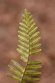 Resurrection Fern