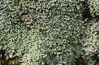Cladonia petrophila TENTATIVE ID.<br />
Growing on a hillside along a woodland trail.<br />
https://www.jungledragon.com/image/71916/cladonia_petrophila.html Cladonia petrophila,Geotagged,United States,Winter