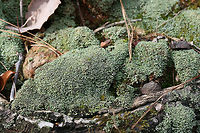 Cladonia petrophila TENTATIVE ID. Growing on a hillside along a woodland trail.<br />
https://www.jungledragon.com/image/71915/cladonia_petrophila.html Cladonia petrophila,Geotagged,United States,Winter