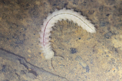 Family Xystodesmidae? Xystocheir dissecta? In a flood plain (underwater) in a forested area. It was crawling around like it had no problem with the wet conditions.

ID help is much appreciated! Geotagged,United States,Winter