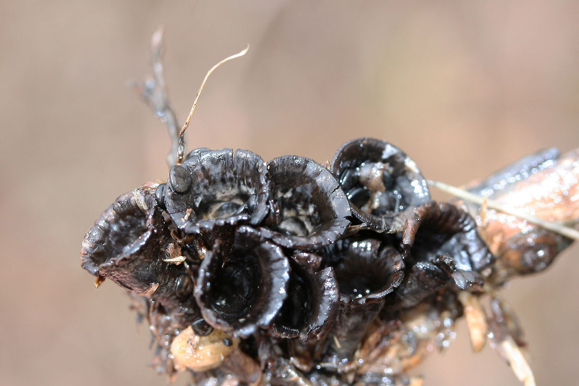 Dung-loving Bird's-Nests (Cyathus stercoreus) Growing on wood chips in a wet/soggy field. Unfortunately, most of the &quot;eggs&quot; had flown the nest due to the heavy rain, but you can see some scattered in these photos!<br />
<figure class="photo"><a href="https://www.jungledragon.com/image/71959/dung-loving_birds-nests_cyathus_stercoreus.html" title="Dung-loving Bird&#039;s-Nests (Cyathus stercoreus)"><img src="https://s3.amazonaws.com/media.jungledragon.com/images/3231/71959_thumb.jpg?AWSAccessKeyId=05GMT0V3GWVNE7GGM1R2&Expires=1767225610&Signature=qFD%2B%2Fy4iyOby4%2F%2F4EwkeQXsYiK0%3D" width="96" height="152" alt="Dung-loving Bird&#039;s-Nests (Cyathus stercoreus) Growing on wood chips in a wet/soggy field. Unfortunately, most of the &quot;eggs&quot; had flown the nest due to the heavy rain, but you can see some scattered in these photos!<br />
https://www.jungledragon.com/image/71956/dung-loving_birds-nest_cyathus_stercoreus.html<br />
https://www.jungledragon.com/image/71958/dung-loving_birds-nest_cyathus_stercoreus.html<br />
https://www.jungledragon.com/image/71957/dung-loving_birds-nest_cyathus_stercoreus.html Cyathus stercoreus,Geotagged,United States,Winter" /></a></figure><br />
<figure class="photo"><a href="https://www.jungledragon.com/image/71958/dung-loving_birds-nests_cyathus_stercoreus.html" title="Dung-loving Bird&#039;s-Nests (Cyathus stercoreus)"><img src="https://s3.amazonaws.com/media.jungledragon.com/images/3231/71958_thumb.jpg?AWSAccessKeyId=05GMT0V3GWVNE7GGM1R2&Expires=1767225610&Signature=dw%2BDmYr6n4siY9x%2FFnZx4HJy5NU%3D" width="200" height="134" alt="Dung-loving Bird&#039;s-Nests (Cyathus stercoreus) Growing on wood chips in a wet/soggy field. Unfortunately, most of the &quot;eggs&quot; had flown the nest due to the heavy rain, but you can see some scattered in these photos!<br />
https://www.jungledragon.com/image/71956/dung-loving_birds-nest_cyathus_stercoreus.html<br />
https://www.jungledragon.com/image/71959/dung-loving_birds-nest_cyathus_stercoreus.html<br />
https://www.jungledragon.com/image/71957/dung-loving_birds-nest_cyathus_stercoreus.html Cyathus stercoreus,Geotagged,United States,Winter" /></a></figure><br />
<figure class="photo"><a href="https://www.jungledragon.com/image/71957/dung-loving_birds-nests_cyathus_stercoreus.html" title="Dung-loving Bird&#039;s-Nests (Cyathus stercoreus)"><img src="https://s3.amazonaws.com/media.jungledragon.com/images/3231/71957_thumb.jpg?AWSAccessKeyId=05GMT0V3GWVNE7GGM1R2&Expires=1767225610&Signature=mJpEq7THsORZMuvabVaXEuWPUfU%3D" width="200" height="134" alt="Dung-loving Bird&#039;s-Nests (Cyathus stercoreus) Growing on wood chips in a wet/soggy field. Unfortunately, most of the &quot;eggs&quot; had flown the nest due to the heavy rain, but you can see some scattered in these photos!<br />
https://www.jungledragon.com/image/71956/dung-loving_birds-nest_cyathus_stercoreus.html<br />
https://www.jungledragon.com/image/71958/dung-loving_birds-nest_cyathus_stercoreus.html<br />
https://www.jungledragon.com/image/71959/dung-loving_birds-nest_cyathus_stercoreus.html Cyathus stercoreus,Geotagged,United States,Winter" /></a></figure> Cyathus stercoreus,Geotagged,United States,Winter