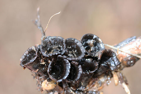 Dung-loving Bird's-Nests (Cyathus stercoreus) Growing on wood chips in a wet/soggy field. Unfortunately, most of the "eggs" had flown the nest due to the heavy rain, but you can see some scattered in these photos!
https://www.jungledragon.com/image/71959/dung-loving_birds-nest_cyathus_stercoreus.html
https://www.jungledragon.com/image/71958/dung-loving_birds-nest_cyathus_stercoreus.html
https://www.jungledragon.com/image/71957/dung-loving_birds-nest_cyathus_stercoreus.html Cyathus stercoreus,Geotagged,United States,Winter