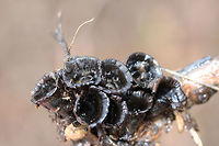 Dung-loving Bird's-Nests (Cyathus stercoreus) Growing on wood chips in a wet/soggy field. Unfortunately, most of the "eggs" had flown the nest due to the heavy rain, but you can see some scattered in these photos!<br />
https://www.jungledragon.com/image/71959/dung-loving_birds-nest_cyathus_stercoreus.html<br />
https://www.jungledragon.com/image/71958/dung-loving_birds-nest_cyathus_stercoreus.html<br />
https://www.jungledragon.com/image/71957/dung-loving_birds-nest_cyathus_stercoreus.html Cyathus stercoreus,Geotagged,United States,Winter