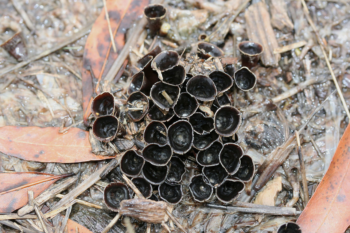 Dung-loving Bird's-Nests (Cyathus stercoreus) Growing on wood chips in a wet/soggy field. Unfortunately, most of the &quot;eggs&quot; had flown the nest due to the heavy rain, but you can see some scattered in these photos!<br />
<figure class="photo"><a href="https://www.jungledragon.com/image/71956/dung-loving_birds-nests_cyathus_stercoreus.html" title="Dung-loving Bird&#039;s-Nests (Cyathus stercoreus)"><img src="https://s3.amazonaws.com/media.jungledragon.com/images/3231/71956_thumb.jpg?AWSAccessKeyId=05GMT0V3GWVNE7GGM1R2&Expires=1759968010&Signature=EwpTYdf%2BZ4u8RLXP9dKv2q%2BhhHs%3D" width="200" height="134" alt="Dung-loving Bird&#039;s-Nests (Cyathus stercoreus) Growing on wood chips in a wet/soggy field. Unfortunately, most of the &quot;eggs&quot; had flown the nest due to the heavy rain, but you can see some scattered in these photos!<br />
https://www.jungledragon.com/image/71959/dung-loving_birds-nest_cyathus_stercoreus.html<br />
https://www.jungledragon.com/image/71958/dung-loving_birds-nest_cyathus_stercoreus.html<br />
https://www.jungledragon.com/image/71957/dung-loving_birds-nest_cyathus_stercoreus.html Cyathus stercoreus,Geotagged,United States,Winter" /></a></figure><br />
<figure class="photo"><a href="https://www.jungledragon.com/image/71958/dung-loving_birds-nests_cyathus_stercoreus.html" title="Dung-loving Bird&#039;s-Nests (Cyathus stercoreus)"><img src="https://s3.amazonaws.com/media.jungledragon.com/images/3231/71958_thumb.jpg?AWSAccessKeyId=05GMT0V3GWVNE7GGM1R2&Expires=1759968010&Signature=id%2ByMkMo4sCjdbyXkiOqtu9pWYk%3D" width="200" height="134" alt="Dung-loving Bird&#039;s-Nests (Cyathus stercoreus) Growing on wood chips in a wet/soggy field. Unfortunately, most of the &quot;eggs&quot; had flown the nest due to the heavy rain, but you can see some scattered in these photos!<br />
https://www.jungledragon.com/image/71956/dung-loving_birds-nest_cyathus_stercoreus.html<br />
https://www.jungledragon.com/image/71959/dung-loving_birds-nest_cyathus_stercoreus.html<br />
https://www.jungledragon.com/image/71957/dung-loving_birds-nest_cyathus_stercoreus.html Cyathus stercoreus,Geotagged,United States,Winter" /></a></figure><br />
<figure class="photo"><a href="https://www.jungledragon.com/image/71959/dung-loving_birds-nests_cyathus_stercoreus.html" title="Dung-loving Bird&#039;s-Nests (Cyathus stercoreus)"><img src="https://s3.amazonaws.com/media.jungledragon.com/images/3231/71959_thumb.jpg?AWSAccessKeyId=05GMT0V3GWVNE7GGM1R2&Expires=1759968010&Signature=wJvjR%2F6n8S1TzmPBE1CS%2B2E7G%2FQ%3D" width="96" height="152" alt="Dung-loving Bird&#039;s-Nests (Cyathus stercoreus) Growing on wood chips in a wet/soggy field. Unfortunately, most of the &quot;eggs&quot; had flown the nest due to the heavy rain, but you can see some scattered in these photos!<br />
https://www.jungledragon.com/image/71956/dung-loving_birds-nest_cyathus_stercoreus.html<br />
https://www.jungledragon.com/image/71958/dung-loving_birds-nest_cyathus_stercoreus.html<br />
https://www.jungledragon.com/image/71957/dung-loving_birds-nest_cyathus_stercoreus.html Cyathus stercoreus,Geotagged,United States,Winter" /></a></figure> Cyathus stercoreus,Geotagged,United States,Winter
