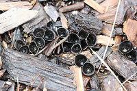 Dung-loving Bird's-Nests (Cyathus stercoreus) Growing on wood chips in a wet/soggy field. Unfortunately, most of the "eggs" had flown the nest due to the heavy rain, but you can see some scattered in these photos!<br />
https://www.jungledragon.com/image/71956/dung-loving_birds-nest_cyathus_stercoreus.html<br />
https://www.jungledragon.com/image/71959/dung-loving_birds-nest_cyathus_stercoreus.html<br />
https://www.jungledragon.com/image/71957/dung-loving_birds-nest_cyathus_stercoreus.html Cyathus stercoreus,Geotagged,United States,Winter