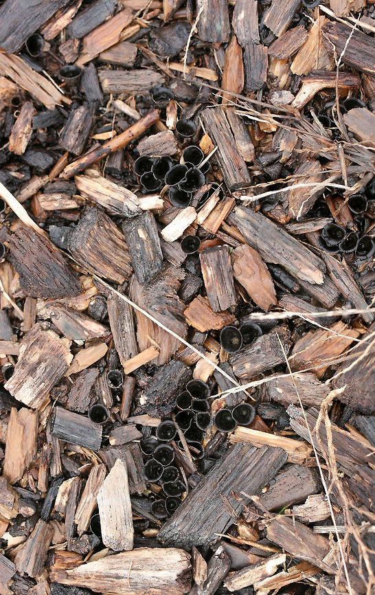 Dung-loving Bird's-Nests (Cyathus stercoreus) Growing on wood chips in a wet/soggy field. Unfortunately, most of the &quot;eggs&quot; had flown the nest due to the heavy rain, but you can see some scattered in these photos!<br />
<figure class="photo"><a href="https://www.jungledragon.com/image/71956/dung-loving_birds-nests_cyathus_stercoreus.html" title="Dung-loving Bird&#039;s-Nests (Cyathus stercoreus)"><img src="https://s3.amazonaws.com/media.jungledragon.com/images/3231/71956_thumb.jpg?AWSAccessKeyId=05GMT0V3GWVNE7GGM1R2&Expires=1763596810&Signature=DUrHj5q1VSQM5W1316iIZqmpOq4%3D" width="200" height="134" alt="Dung-loving Bird&#039;s-Nests (Cyathus stercoreus) Growing on wood chips in a wet/soggy field. Unfortunately, most of the &quot;eggs&quot; had flown the nest due to the heavy rain, but you can see some scattered in these photos!<br />
https://www.jungledragon.com/image/71959/dung-loving_birds-nest_cyathus_stercoreus.html<br />
https://www.jungledragon.com/image/71958/dung-loving_birds-nest_cyathus_stercoreus.html<br />
https://www.jungledragon.com/image/71957/dung-loving_birds-nest_cyathus_stercoreus.html Cyathus stercoreus,Geotagged,United States,Winter" /></a></figure><br />
<figure class="photo"><a href="https://www.jungledragon.com/image/71958/dung-loving_birds-nests_cyathus_stercoreus.html" title="Dung-loving Bird&#039;s-Nests (Cyathus stercoreus)"><img src="https://s3.amazonaws.com/media.jungledragon.com/images/3231/71958_thumb.jpg?AWSAccessKeyId=05GMT0V3GWVNE7GGM1R2&Expires=1763596810&Signature=0VNnBWn3rkdU2vYXcGuc85lcUP8%3D" width="200" height="134" alt="Dung-loving Bird&#039;s-Nests (Cyathus stercoreus) Growing on wood chips in a wet/soggy field. Unfortunately, most of the &quot;eggs&quot; had flown the nest due to the heavy rain, but you can see some scattered in these photos!<br />
https://www.jungledragon.com/image/71956/dung-loving_birds-nest_cyathus_stercoreus.html<br />
https://www.jungledragon.com/image/71959/dung-loving_birds-nest_cyathus_stercoreus.html<br />
https://www.jungledragon.com/image/71957/dung-loving_birds-nest_cyathus_stercoreus.html Cyathus stercoreus,Geotagged,United States,Winter" /></a></figure><br />
<figure class="photo"><a href="https://www.jungledragon.com/image/71957/dung-loving_birds-nests_cyathus_stercoreus.html" title="Dung-loving Bird&#039;s-Nests (Cyathus stercoreus)"><img src="https://s3.amazonaws.com/media.jungledragon.com/images/3231/71957_thumb.jpg?AWSAccessKeyId=05GMT0V3GWVNE7GGM1R2&Expires=1763596810&Signature=1iqD2B7nwlL5Y4%2BvPM6uHpod%2FHA%3D" width="200" height="134" alt="Dung-loving Bird&#039;s-Nests (Cyathus stercoreus) Growing on wood chips in a wet/soggy field. Unfortunately, most of the &quot;eggs&quot; had flown the nest due to the heavy rain, but you can see some scattered in these photos!<br />
https://www.jungledragon.com/image/71956/dung-loving_birds-nest_cyathus_stercoreus.html<br />
https://www.jungledragon.com/image/71958/dung-loving_birds-nest_cyathus_stercoreus.html<br />
https://www.jungledragon.com/image/71959/dung-loving_birds-nest_cyathus_stercoreus.html Cyathus stercoreus,Geotagged,United States,Winter" /></a></figure> Cyathus stercoreus,Geotagged,United States,Winter