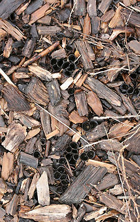 Dung-loving Bird's-Nests (Cyathus stercoreus) Growing on wood chips in a wet/soggy field. Unfortunately, most of the "eggs" had flown the nest due to the heavy rain, but you can see some scattered in these photos!
https://www.jungledragon.com/image/71956/dung-loving_birds-nest_cyathus_stercoreus.html
https://www.jungledragon.com/image/71958/dung-loving_birds-nest_cyathus_stercoreus.html
https://www.jungledragon.com/image/71957/dung-loving_birds-nest_cyathus_stercoreus.html Cyathus stercoreus,Geotagged,United States,Winter