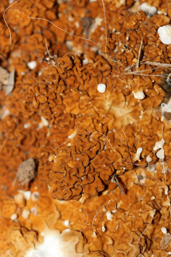 Serpula himantioides Growing directly on soil and wood chips beneath a water tank in a greenhouse (attached to a home) in Etowah County, Alabama, US. January 5, 2019.<br />
<figure class="photo"><a href="https://www.jungledragon.com/image/72283/serpula_himantioides.html" title="Serpula himantioides"><img src="https://s3.amazonaws.com/media.jungledragon.com/images/3231/72283_thumb.jpg?AWSAccessKeyId=05GMT0V3GWVNE7GGM1R2&Expires=1759968010&Signature=wNq2e3rdnYEFuQkOZ6vQRjUa4%2Bo%3D" width="200" height="134" alt="Serpula himantioides Growing directly on soil and wood chips beneath a water tank in a greenhouse (attached to a home) in Etowah County, Alabama, US. January 5, 2019.<br />
https://www.jungledragon.com/image/72280/serpula_himantioides.html<br />
https://www.jungledragon.com/image/72282/serpula_himantioides.html<br />
https://www.jungledragon.com/image/72281/serpula_himantioides.html Geotagged,Serpula himantioides,United States,Winter" /></a></figure><br />
<figure class="photo"><a href="https://www.jungledragon.com/image/72282/serpula_himantioides.html" title="Serpula himantioides"><img src="https://s3.amazonaws.com/media.jungledragon.com/images/3231/72282_thumb.jpg?AWSAccessKeyId=05GMT0V3GWVNE7GGM1R2&Expires=1759968010&Signature=ZaUx7uojupdRjUMNDUUDLBAjw4s%3D" width="200" height="134" alt="Serpula himantioides Growing directly on soil and wood chips beneath a water tank in a greenhouse (attached to a home) in Etowah County, Alabama, US. January 5, 2019.<br />
https://www.jungledragon.com/image/72280/serpula_himantioides.html<br />
https://www.jungledragon.com/image/72283/serpula_himantioides.html<br />
https://www.jungledragon.com/image/72281/serpula_himantioides.html Geotagged,Serpula himantioides,United States,Winter" /></a></figure><br />
<figure class="photo"><a href="https://www.jungledragon.com/image/72281/serpula_himantioides.html" title="Serpula himantioides"><img src="https://s3.amazonaws.com/media.jungledragon.com/images/3231/72281_thumb.jpg?AWSAccessKeyId=05GMT0V3GWVNE7GGM1R2&Expires=1759968010&Signature=cIQhJIbp4Jg%2Fs1uH9GUTKyPlT5E%3D" width="200" height="134" alt="Serpula himantioides Growing directly on soil and wood chips beneath a water tank in a greenhouse (attached to a home) in Etowah County, Alabama, US. January 5, 2019.<br />
https://www.jungledragon.com/image/72280/serpula_himantioides.html<br />
https://www.jungledragon.com/image/72282/serpula_himantioides.html<br />
https://www.jungledragon.com/image/72283/serpula_himantioides.html Geotagged,Serpula himantioides,United States,Winter" /></a></figure> Geotagged,Serpula himantioides,United States,Winter