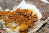 Serpula himantioides Growing directly on soil and wood chips beneath a water tank in a greenhouse (attached to a home) in Etowah County, Alabama, US. January 5, 2019.<br />
https://www.jungledragon.com/image/72280/serpula_himantioides.html<br />
https://www.jungledragon.com/image/72282/serpula_himantioides.html<br />
https://www.jungledragon.com/image/72283/serpula_himantioides.html Geotagged,Serpula himantioides,United States,Winter