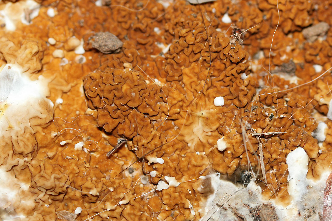 Serpula himantioides Growing directly on soil and wood chips beneath a water tank in a greenhouse (attached to a home) in Etowah County, Alabama, US. January 5, 2019.<br />
<figure class="photo"><a href="https://www.jungledragon.com/image/72280/serpula_himantioides.html" title="Serpula himantioides"><img src="https://s3.amazonaws.com/media.jungledragon.com/images/3231/72280_thumb.jpg?AWSAccessKeyId=05GMT0V3GWVNE7GGM1R2&Expires=1759968010&Signature=5%2Fn10Mc1jb7ojzTleWk4GXj59e0%3D" width="102" height="152" alt="Serpula himantioides Growing directly on soil and wood chips beneath a water tank in a greenhouse (attached to a home) in Etowah County, Alabama, US. January 5, 2019.<br />
https://www.jungledragon.com/image/72283/serpula_himantioides.html<br />
https://www.jungledragon.com/image/72282/serpula_himantioides.html<br />
https://www.jungledragon.com/image/72281/serpula_himantioides.html Geotagged,Serpula himantioides,United States,Winter" /></a></figure><br />
<figure class="photo"><a href="https://www.jungledragon.com/image/72283/serpula_himantioides.html" title="Serpula himantioides"><img src="https://s3.amazonaws.com/media.jungledragon.com/images/3231/72283_thumb.jpg?AWSAccessKeyId=05GMT0V3GWVNE7GGM1R2&Expires=1759968010&Signature=wNq2e3rdnYEFuQkOZ6vQRjUa4%2Bo%3D" width="200" height="134" alt="Serpula himantioides Growing directly on soil and wood chips beneath a water tank in a greenhouse (attached to a home) in Etowah County, Alabama, US. January 5, 2019.<br />
https://www.jungledragon.com/image/72280/serpula_himantioides.html<br />
https://www.jungledragon.com/image/72282/serpula_himantioides.html<br />
https://www.jungledragon.com/image/72281/serpula_himantioides.html Geotagged,Serpula himantioides,United States,Winter" /></a></figure><br />
<figure class="photo"><a href="https://www.jungledragon.com/image/72281/serpula_himantioides.html" title="Serpula himantioides"><img src="https://s3.amazonaws.com/media.jungledragon.com/images/3231/72281_thumb.jpg?AWSAccessKeyId=05GMT0V3GWVNE7GGM1R2&Expires=1759968010&Signature=cIQhJIbp4Jg%2Fs1uH9GUTKyPlT5E%3D" width="200" height="134" alt="Serpula himantioides Growing directly on soil and wood chips beneath a water tank in a greenhouse (attached to a home) in Etowah County, Alabama, US. January 5, 2019.<br />
https://www.jungledragon.com/image/72280/serpula_himantioides.html<br />
https://www.jungledragon.com/image/72282/serpula_himantioides.html<br />
https://www.jungledragon.com/image/72283/serpula_himantioides.html Geotagged,Serpula himantioides,United States,Winter" /></a></figure> Geotagged,Serpula himantioides,United States,Winter