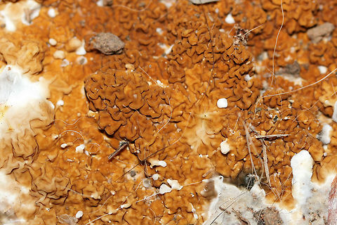 Serpula himantioides Growing directly on soil and wood chips beneath a water tank in a greenhouse (attached to a home) in Etowah County, Alabama, US. January 5, 2019.
https://www.jungledragon.com/image/72280/serpula_himantioides.html
https://www.jungledragon.com/image/72283/serpula_himantioides.html
https://www.jungledragon.com/image/72281/serpula_himantioides.html Geotagged,Serpula himantioides,United States,Winter