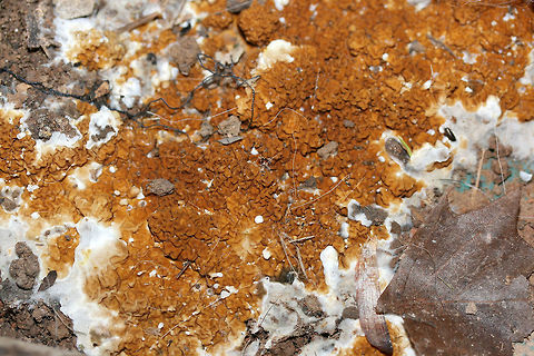 Serpula himantioides Growing directly on soil and wood chips beneath a water tank in a greenhouse (attached to a home) in Etowah County, Alabama, US. January 5, 2019.
https://www.jungledragon.com/image/72280/serpula_himantioides.html
https://www.jungledragon.com/image/72282/serpula_himantioides.html
https://www.jungledragon.com/image/72281/serpula_himantioides.html Geotagged,Serpula himantioides,United States,Winter