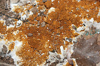 Serpula himantioides Growing directly on soil and wood chips beneath a water tank in a greenhouse (attached to a home) in Etowah County, Alabama, US. January 5, 2019.<br />
https://www.jungledragon.com/image/72280/serpula_himantioides.html<br />
https://www.jungledragon.com/image/72282/serpula_himantioides.html<br />
https://www.jungledragon.com/image/72281/serpula_himantioides.html Geotagged,Serpula himantioides,United States,Winter