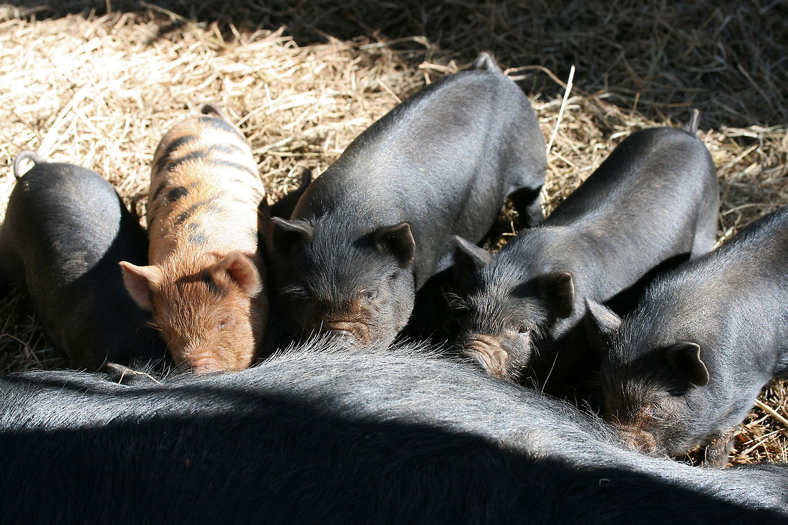 Kunekune Piglets Nursing (Sus scrofa domesticus) Adorable piglets nursing on an organic farm in Etowah County, Alabama, US.<br />
<br />
This variety is native to New Zealand and Asia, but has become a popular domesticated breed on farms in North America. It nearly went extinct in the 1970s, but conservation efforts proved successful in increasing populations. The word "kunekune" means "fat and round" in the Maori language. Domestic pig,Geotagged,Sus scrofa domesticus,United States,Winter,farm,kune kune pig,kunekune,kunekune pig,pig,piglets,pigs