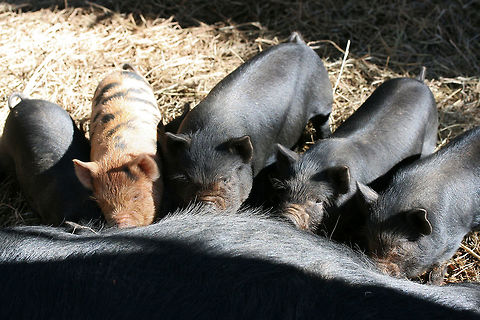 Kunekune Piglets Nursing (Sus scrofa domesticus) Adorable piglets nursing on an organic farm in Etowah County, Alabama, US.

This variety is native to New Zealand and Asia, but has become a popular domesticated breed on farms in North America. It nearly went extinct in the 1970s, but conservation efforts proved successful in increasing populations. The word "kunekune" means "fat and round" in the Maori language. Domestic pig,Geotagged,Sus scrofa domesticus,United States,Winter,farm,kune kune pig,kunekune,kunekune pig,pig,piglets,pigs