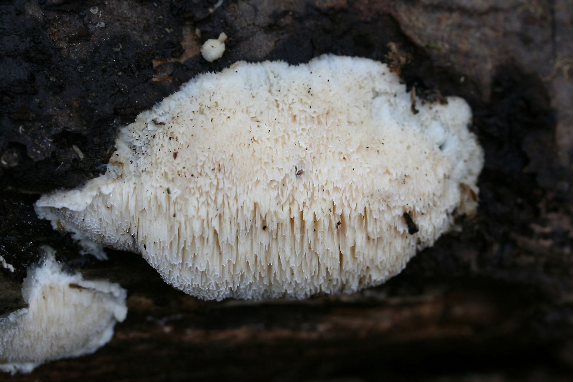 Steccherinum oreophilum? Growing on a fallen hardwood (?) log near a stream in a forested area in Mentone, Alabama, US. January 1, 2019. Felt spongy (and water-logged).<br />
<br />
I initially thought Hericium sp., but when I took a closer look the teeth shape was completely off! Any ideas are much appreciated! THe consensus in the mushroom ID seems to be S. pachydon. I thought this was really strange as I had never seen it in this resupinate form (no pileus)!<br />
<figure class="photo"><a href="https://www.jungledragon.com/image/72291/steccherinum_oreophilum.html" title="Steccherinum oreophilum?"><img src="https://s3.amazonaws.com/media.jungledragon.com/images/3231/72291_thumb.jpg?AWSAccessKeyId=05GMT0V3GWVNE7GGM1R2&Expires=1759968010&Signature=MuD7oDs3BlnduRyqb7UsydF9yLw%3D" width="200" height="134" alt="Steccherinum oreophilum? Growing on a fallen hardwood (?) log near a stream in a forested area in Mentone, Alabama, US. January 1, 2019. Felt spongy (and water-logged).<br />
<br />
I initially thought Hericium sp., but when I took a closer look the teeth shape was completely off! Any ideas are much appreciated! THe consensus in the mushroom ID seems to be S. pachydon. I thought this was really strange as I had never seen it in this resupinate form (no pileus)!<br />
https://www.jungledragon.com/image/72289/spongipellis_pachyodon_immature.html<br />
https://www.jungledragon.com/image/72290/spongipellis_pachyodon_immature.html Geotagged,Steccherinum oreophilum,United States,Winter" /></a></figure><br />
<figure class="photo"><a href="https://www.jungledragon.com/image/72290/steccherinum_oreophilum.html" title="Steccherinum oreophilum?"><img src="https://s3.amazonaws.com/media.jungledragon.com/images/3231/72290_thumb.jpg?AWSAccessKeyId=05GMT0V3GWVNE7GGM1R2&Expires=1759968010&Signature=wCLWTV%2FeT0B0s%2BeM%2BeqYtjgSmKY%3D" width="200" height="134" alt="Steccherinum oreophilum? Growing on a fallen hardwood (?) log near a stream in a forested area in Mentone, Alabama, US. January 1, 2019. Felt spongy (and water-logged).<br />
<br />
I initially thought Hericium sp., but when I took a closer look the teeth shape was completely off! Any ideas are much appreciated! THe consensus in the mushroom ID seems to be S. pachydon. I thought this was really strange as I had never seen it in this resupinate form (no pileus)!<br />
https://www.jungledragon.com/image/72291/spongipellis_pachyodon_immature.html<br />
https://www.jungledragon.com/image/72289/spongipellis_pachyodon_immature.html Geotagged,Marshmallow Polypore,Spongipellis pachyodon,Steccherinum oreophilum,United States,Winter" /></a></figure> Geotagged,Steccherinum oreophilum,United States,Winter 2012