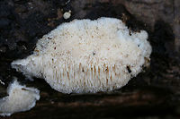 Steccherinum oreophilum? Growing on a fallen hardwood (?) log near a stream in a forested area in Mentone, Alabama, US. January 1, 2019. Felt spongy (and water-logged).<br />
<br />
I initially thought Hericium sp., but when I took a closer look the teeth shape was completely off! Any ideas are much appreciated! THe consensus in the mushroom ID seems to be S. pachydon. I thought this was really strange as I had never seen it in this resupinate form (no pileus)!<br />
https://www.jungledragon.com/image/72291/spongipellis_pachyodon_immature.html<br />
https://www.jungledragon.com/image/72290/spongipellis_pachyodon_immature.html Geotagged,Steccherinum oreophilum,United States,Winter 2012