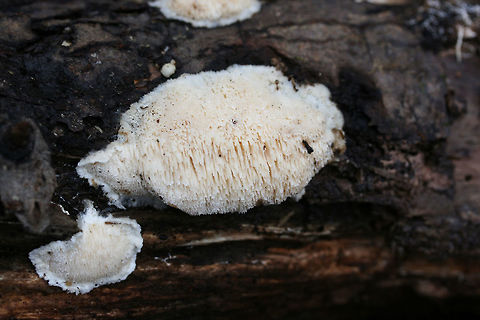 Steccherinum oreophilum? Growing on a fallen hardwood (?) log near a stream in a forested area in Mentone, Alabama, US. January 1, 2019. Felt spongy (and water-logged).

I initially thought Hericium sp., but when I took a closer look the teeth shape was completely off! Any ideas are much appreciated! THe consensus in the mushroom ID seems to be S. pachydon. I thought this was really strange as I had never seen it in this resupinate form (no pileus)!
https://www.jungledragon.com/image/72291/spongipellis_pachyodon_immature.html
https://www.jungledragon.com/image/72289/spongipellis_pachyodon_immature.html Geotagged,Marshmallow Polypore,Spongipellis pachyodon,Steccherinum oreophilum,United States,Winter