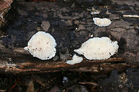 Steccherinum oreophilum? Growing on a fallen hardwood (?) log near a stream in a forested area in Mentone, Alabama, US. January 1, 2019. Felt spongy (and water-logged).<br />
<br />
I initially thought Hericium sp., but when I took a closer look the teeth shape was completely off! Any ideas are much appreciated! THe consensus in the mushroom ID seems to be S. pachydon. I thought this was really strange as I had never seen it in this resupinate form (no pileus)!<br />
https://www.jungledragon.com/image/72289/spongipellis_pachyodon_immature.html<br />
https://www.jungledragon.com/image/72290/spongipellis_pachyodon_immature.html Geotagged,Steccherinum oreophilum,United States,Winter