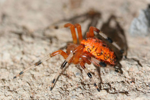 Marbled Orbweaver (Araneus marmoreus) ♀ Resting in the sun on a concrete walkway by a residential area.
https://www.jungledragon.com/image/72292/marbled_orbweaver_araneus_marmoreus_.html
https://www.jungledragon.com/image/72293/marbled_orbweaver_araneus_marmoreus_.html Araneus marmoreus,Geotagged,Marbled orb-weaver,United States,Winter